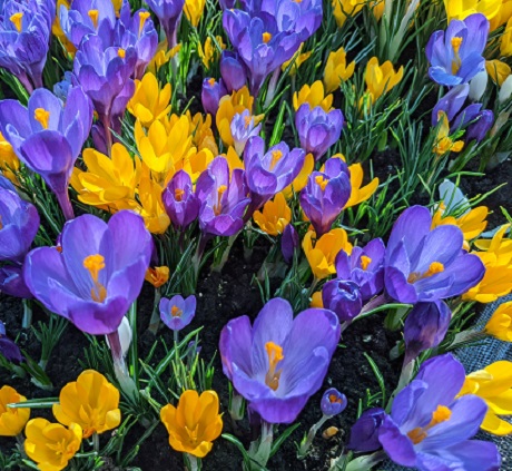 Large Flowering Mixed Crocus In The Green Bulbs